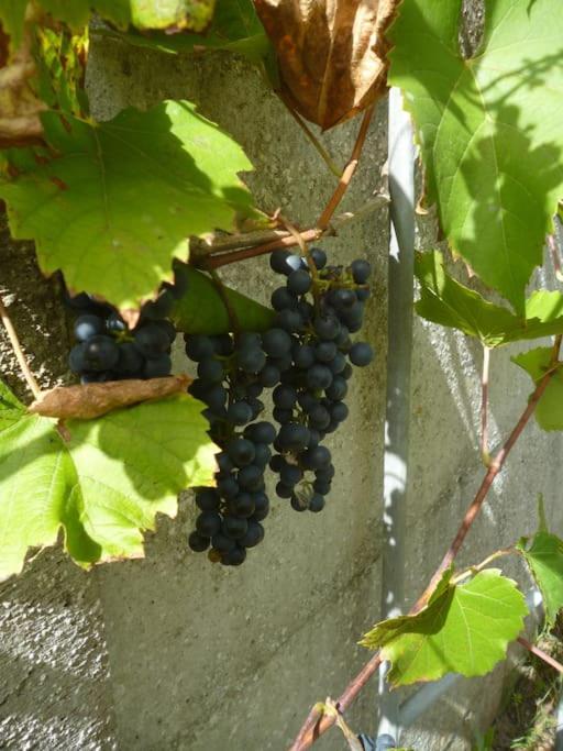 Willa Cocon Des Marais Villeneuve-en-Retz Zewnętrze zdjęcie
